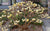 Nanjings Gold Edgeworthia ( Paper Bush )