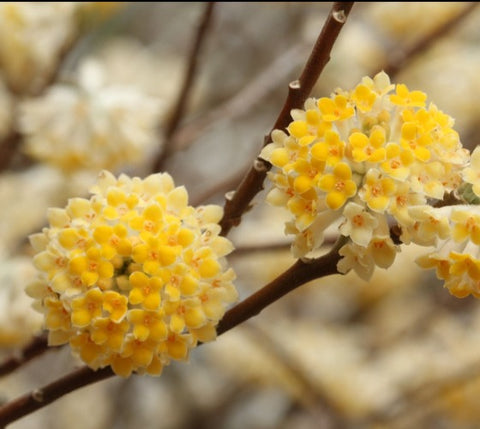 Nanjings Gold Edgeworthia ( Paper Bush )