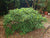 Nanjings Gold Edgeworthia ( Paper Bush )