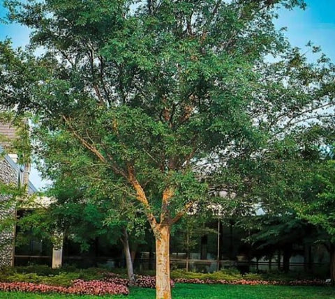 Chinese Elm Tree ( Lacebark )