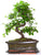 Chinese Elm Tree ( Lacebark )