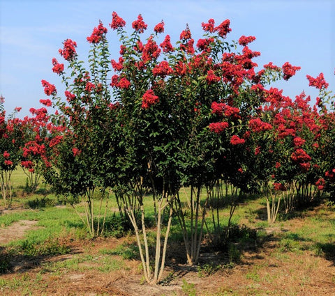 Red Rocket Crape Myrtle Tree