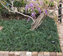 Dwarf Mondo Grass