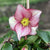 Ice N' Roses® "Carlotta" Lenten Rose