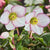 Ice N' Roses® "Picotee" Lenten Rose