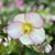 Ice N' Roses® "Picotee" Lenten Rose