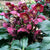 Ice N' Roses® "Red" Lenten Rose