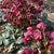 Ice N' Roses® "Red" Lenten Rose
