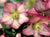 Ice N' Roses® "Rosali" Lenten Rose