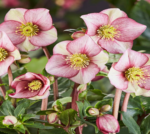 Ice N' Roses® "Carlotta" Lenten Rose