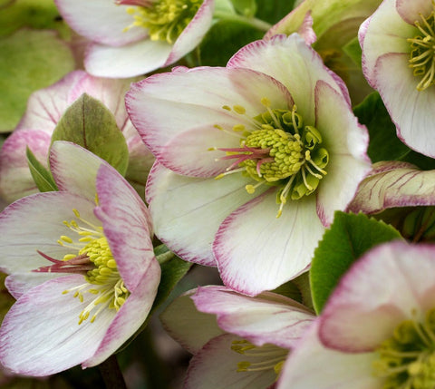 Ice N' Roses® "Picotee" Lenten Rose