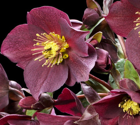 Ice N' Roses® "Red" Lenten Rose