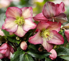 Ice N' Roses® "Rosali" Lenten Rose