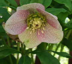 Winter Queen Lenten Rose