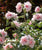 Strawberry Smoothie™ Hibiscus ( Althea ) - Rose Of Sharon