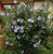 Blue Bird Hibiscus ( Althea ) - Rose Of Sharon