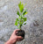 Starter Plant ( 7L )