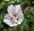 First Editions® Fiji™ Hibiscus ( Althea ) - Rose Of Sharon