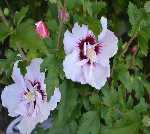 First Editions® Fiji™ Hibiscus ( Althea ) - Rose Of Sharon