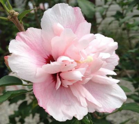 Strawberry Smoothie™ Hibiscus ( Althea ) - Rose Of Sharon