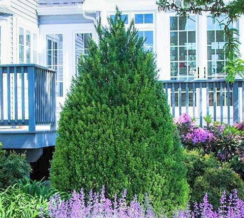 Steeds Japanese Holly Tree