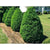 Steeds Japanese Holly Tree