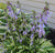 Curly Fries Hosta