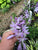 Curly Fries Hosta