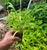 Starter Plant