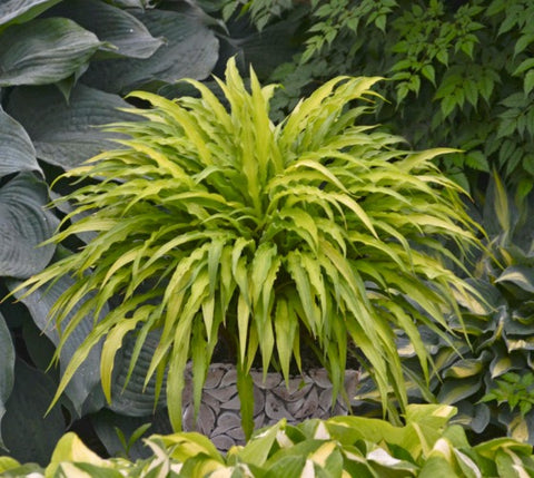 Curly Fries Hosta
