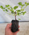 Starter Plant ( 7L )
