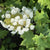 Bloomin' Easy - Toy Soldier™ Oakleaf Hydrangea