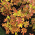 Bloomin' Easy - Toy Soldier™ Oakleaf Hydrangea
