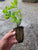 Starter Plant ( 7L )