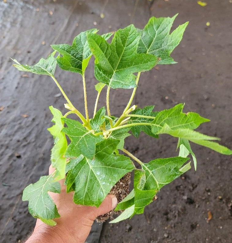 munchkin potted plant Munchkin Dwarf Oakleaf Hydrangea