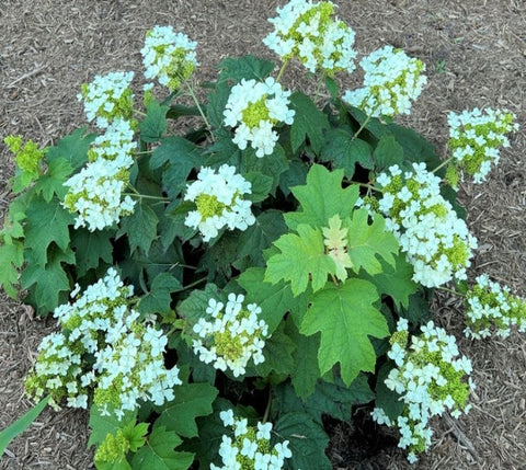 Pee Wee Dwarf Oakleaf Hydrangea