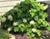 Pee Wee Dwarf Oakleaf Hydrangea