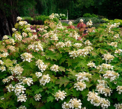 Bloomin' Easy - Toy Soldier™ Oakleaf Hydrangea