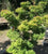 Mikawa Yatsubusa Dwarf Japanese Maple