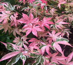 Geisha Gone Wild Japanese Maple Tree