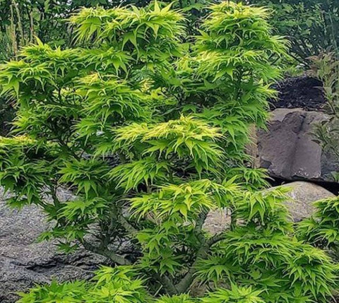 Mikawa Yatsubusa Dwarf Japanese Maple