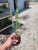 Starter Plant ( 7L )