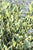 Jack Frost Ligustrum ( variegated privet )
