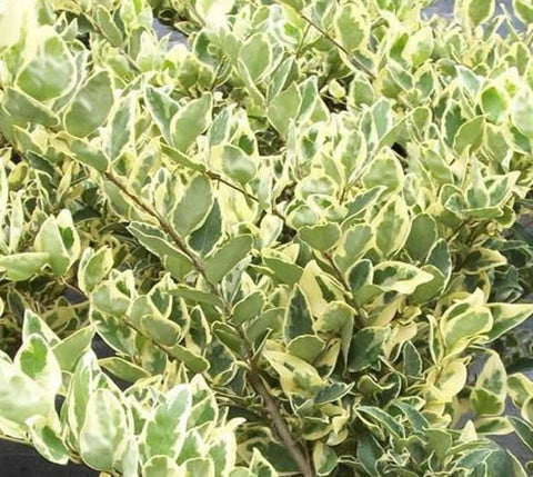 Jack Frost Ligustrum ( variegated privet )