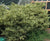 Jack Frost Ligustrum ( variegated privet )