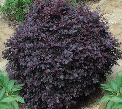 Cerise Charm™ Loropetalum