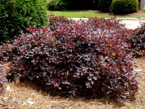 Daruma Dwarf Loropetalum ( chinese fringe )