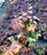 Starter Plant