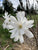 Royal Star Magnolia Tree