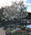Royal Star Magnolia Tree
